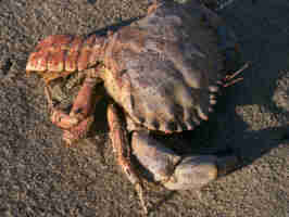 Crab/Lobster Hybrid