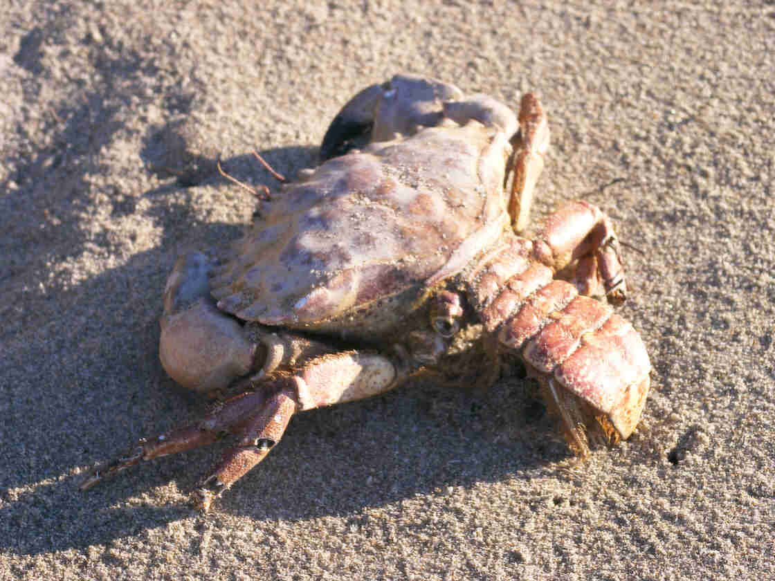 Crab/Lobster Hybrid