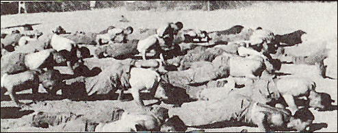 Soldiers doing pushups